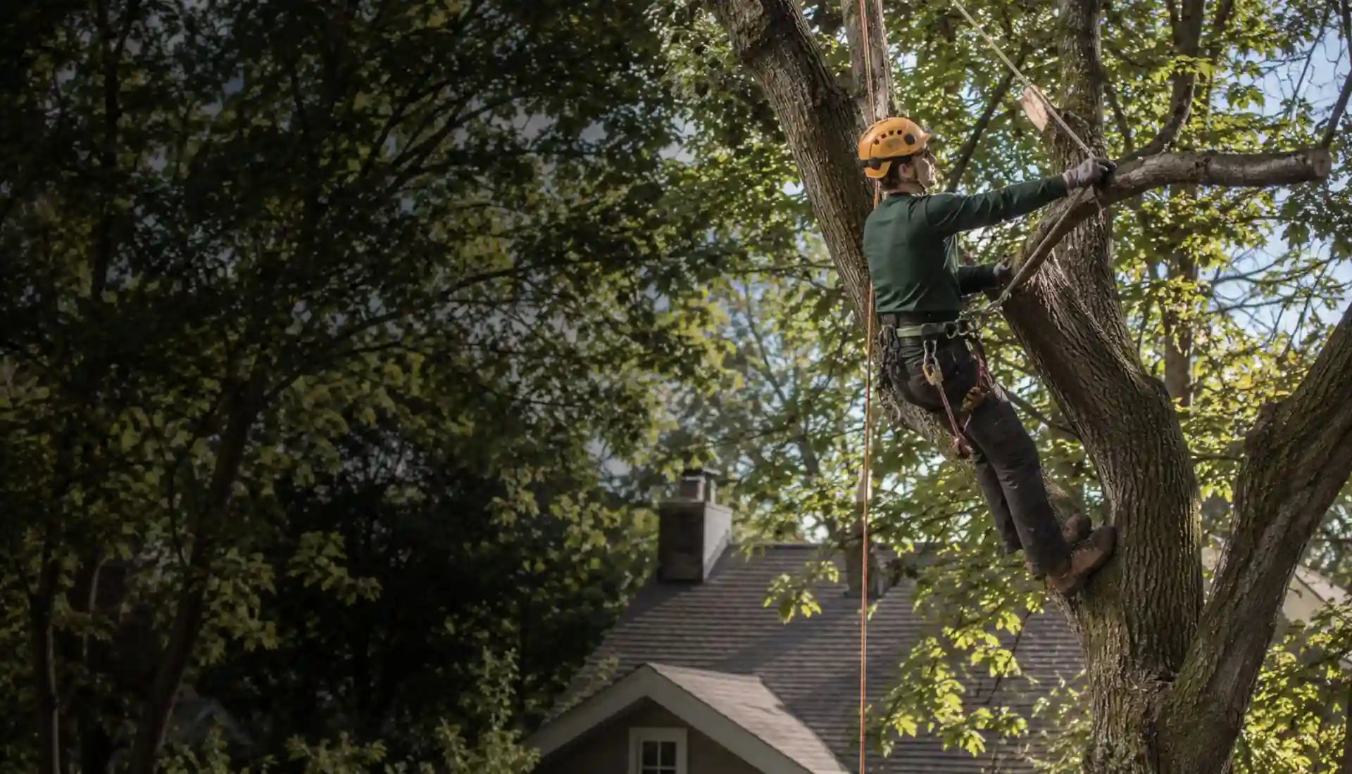 Arborist pruning branches while secured with climbing equipment