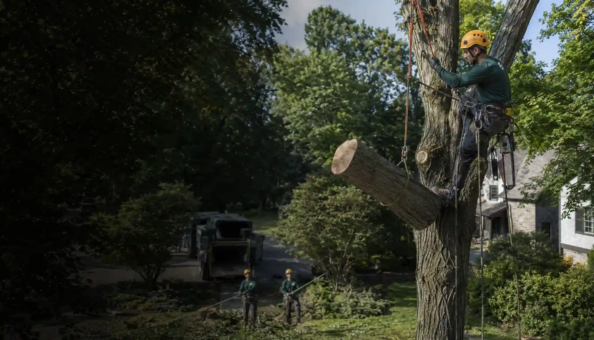 Professional arborist performing controlled tree removal