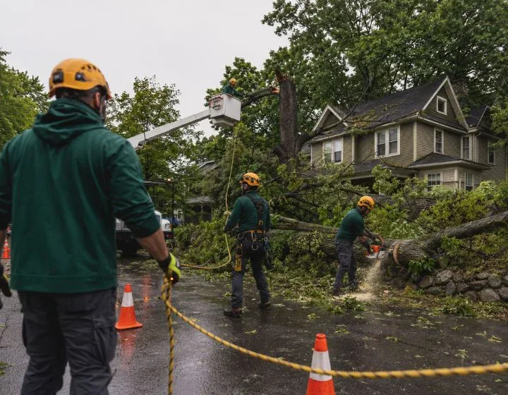Emergency Tree Services