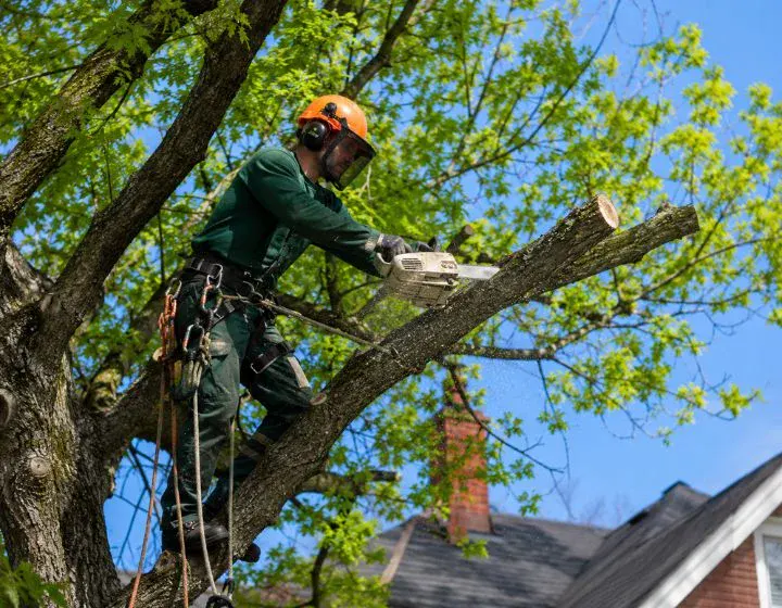 Tree Trimming & Pruning